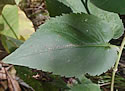 [photo of lower leaves with narrowly winged stalks]