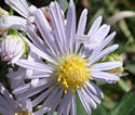 [photo of flowers]