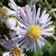 [photo of Shining Aster]