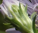 [photo of bracts (phyllaries)]