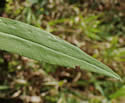 [photo of leaves]