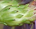 [photo of bracts (phyllaries)]