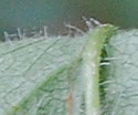 [photo of hairs on leaf underside]