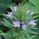 [photo of Big-bract Verbena]