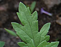 [photo of leaves]