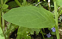 [photo of stem leaves]
