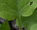 [photo of basal leaves]