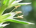 [photo of flowering spike]