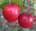 [photo of fruit]