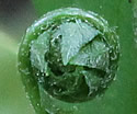 [photo of fiddlehead]