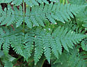 [photo of frond]