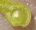[photo of fruit (var. nitidus)]