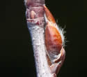 [photo of twig and buds]
