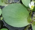 [photo of leaves]