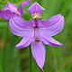 [photo of Oklahoma Grass-pink]