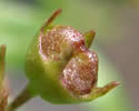 [photo of fruit]