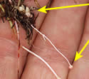 [photo of rhizomes, stolons and bulblets ©Steve Matson]