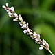 [photo of Mild Waterpepper]