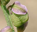 [photo of developing fruit]