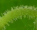 [photo of glandular-hairy calyx and stalks]