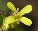 [photo of flowers]