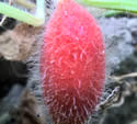 [photo of fruit ©Rob Hille]