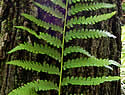 [photo of sterile frond]