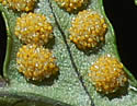[photo of spores]