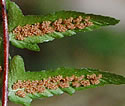 [photo of spores]