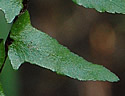 [photo of leaves]