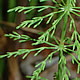 [photo of Woodland Horsetail]