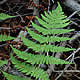 [photo of Glandular Wood Fern]