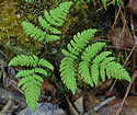 [photo of frond]