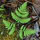 [photo of Common Oak Fern]