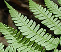 [photo of frond]