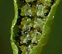 [photo of spores]