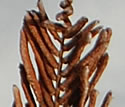 [photo of fertile fronds]