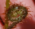 [photo of fiddlehead]