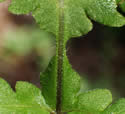 [photo of wing between lowest pinnae]