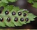 [photo of mature spores]