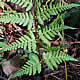 [photo of Spinulose Wood Fern]