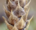 [photo of mature strobili]