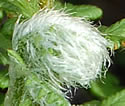 [photo of fiddlehead]