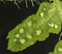 [photo of spore pattern]