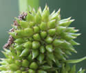 [photo of developing fruit]