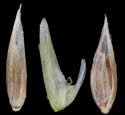 [photo of immature (green) and mature (brown) florets