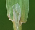 [photo of sheath, ligule and node]