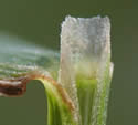 [photo of sheath, ligule and node]