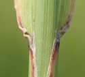 [photo of sheath, ligule and node]