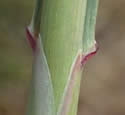 [photo of sheath and ligule]